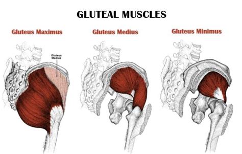 guluts|Glute Definition & Meaning .